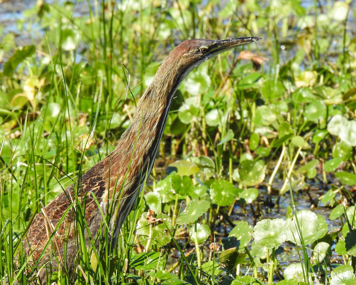 Бугай американський - ML645169527