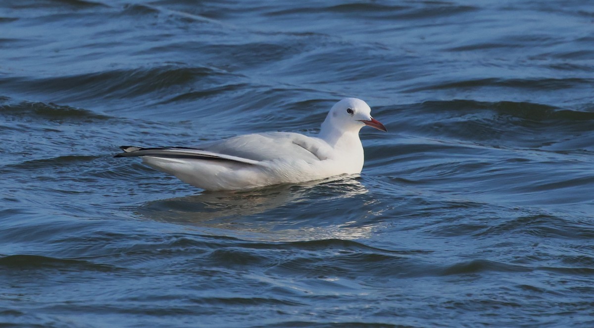 Slender-billed Gull - ML645169531