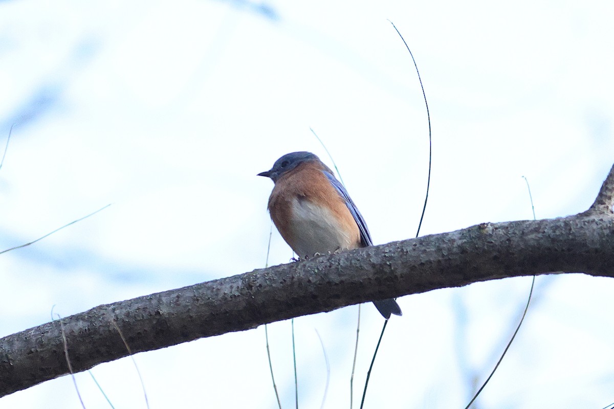 Eastern Bluebird - ML645169538