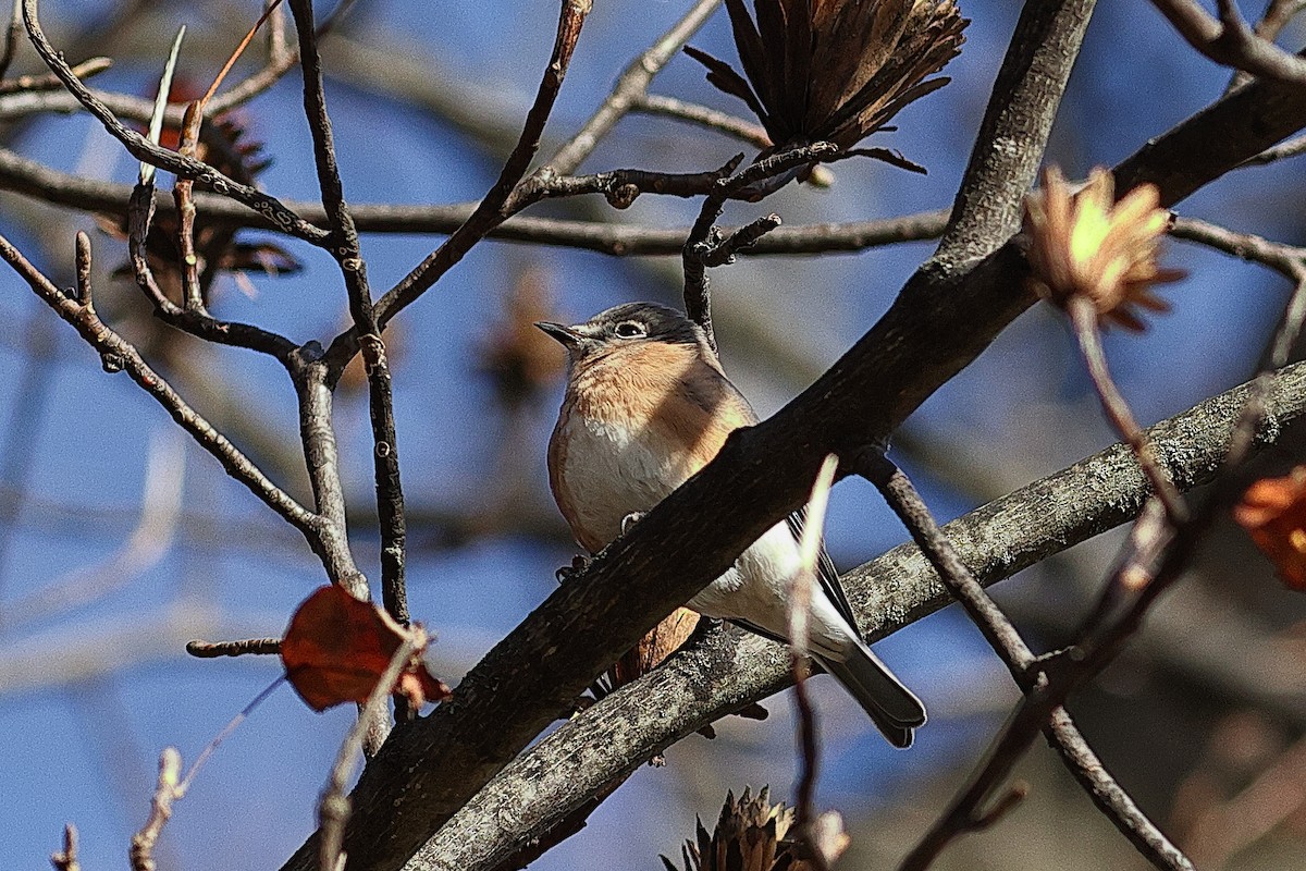 Eastern Bluebird - ML645169539