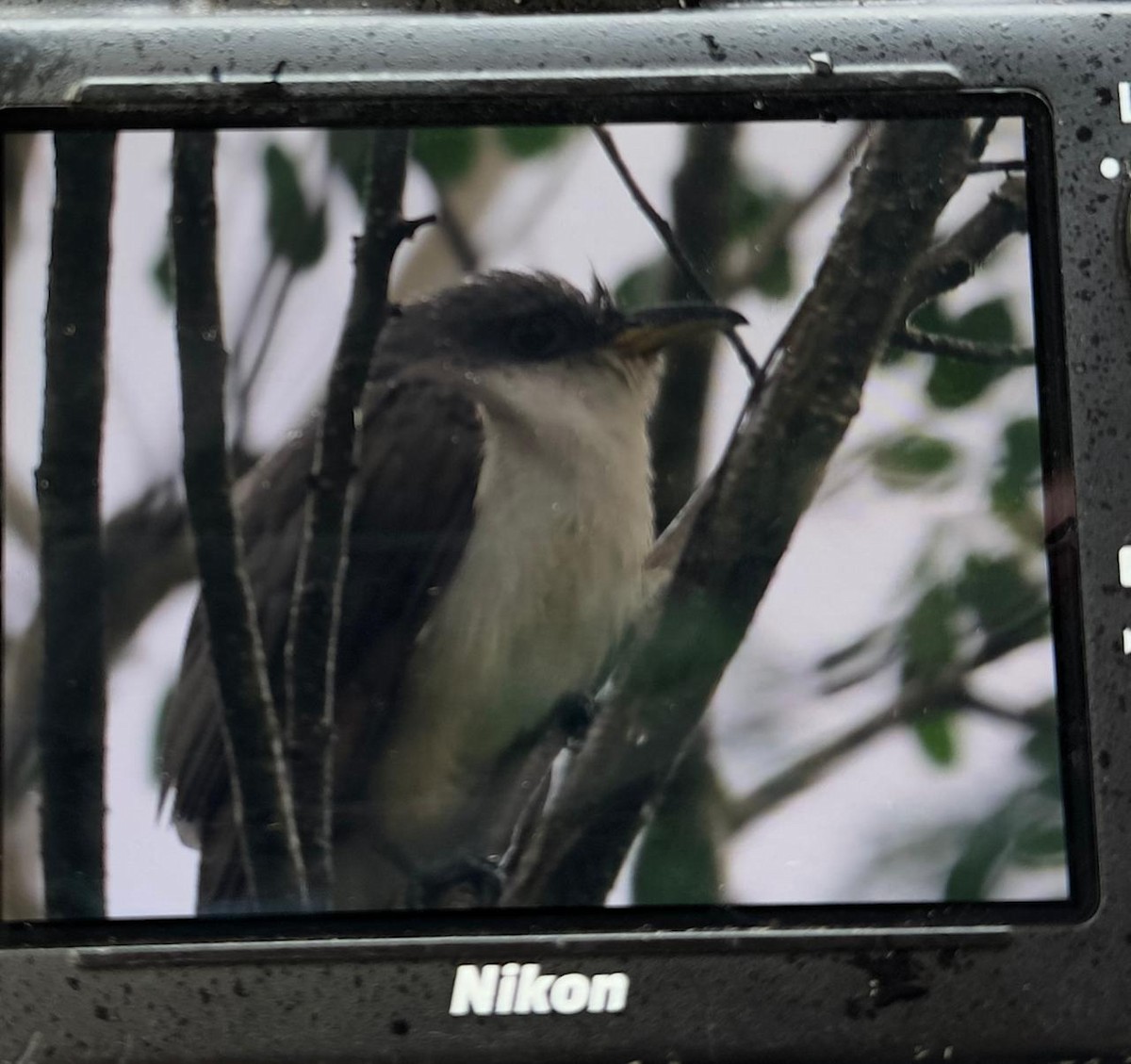 Yellow-billed Cuckoo - ML645169550