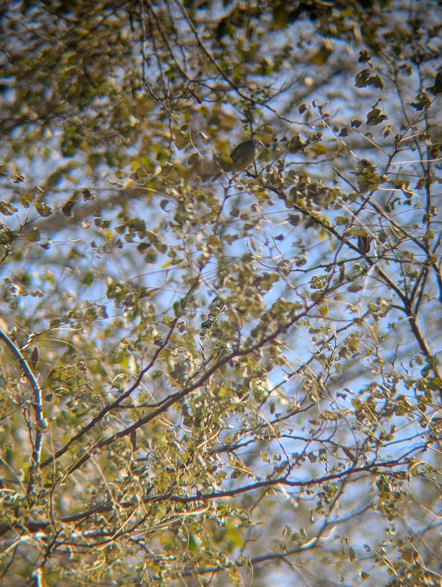 Orange-crowned Warbler - ML645169554