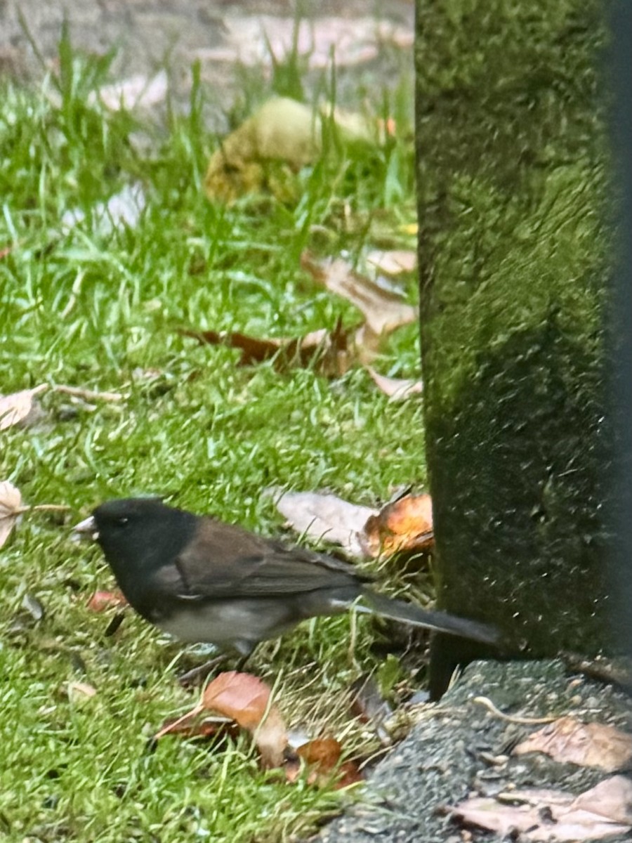 Dark-eyed Junco (cismontanus) - ML645169558
