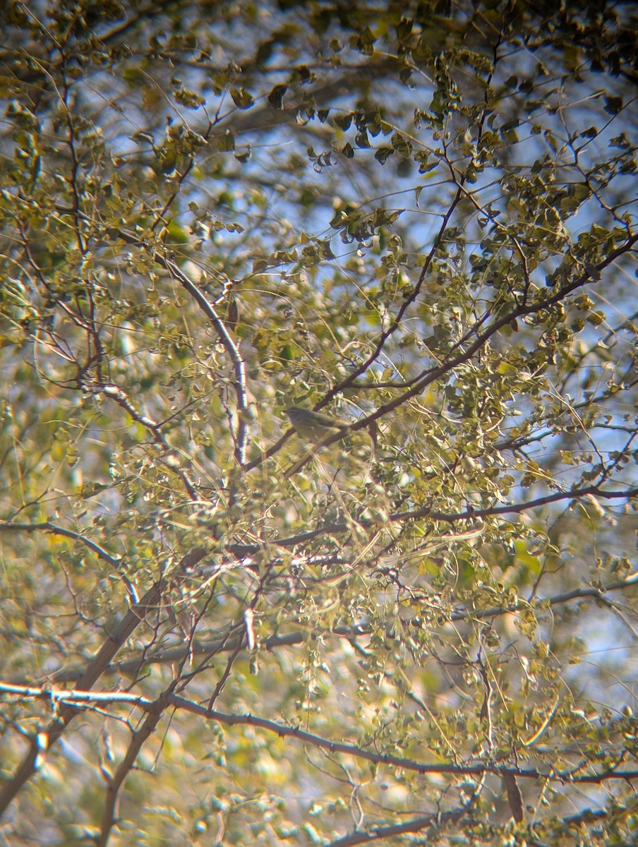 Orange-crowned Warbler - ML645169564