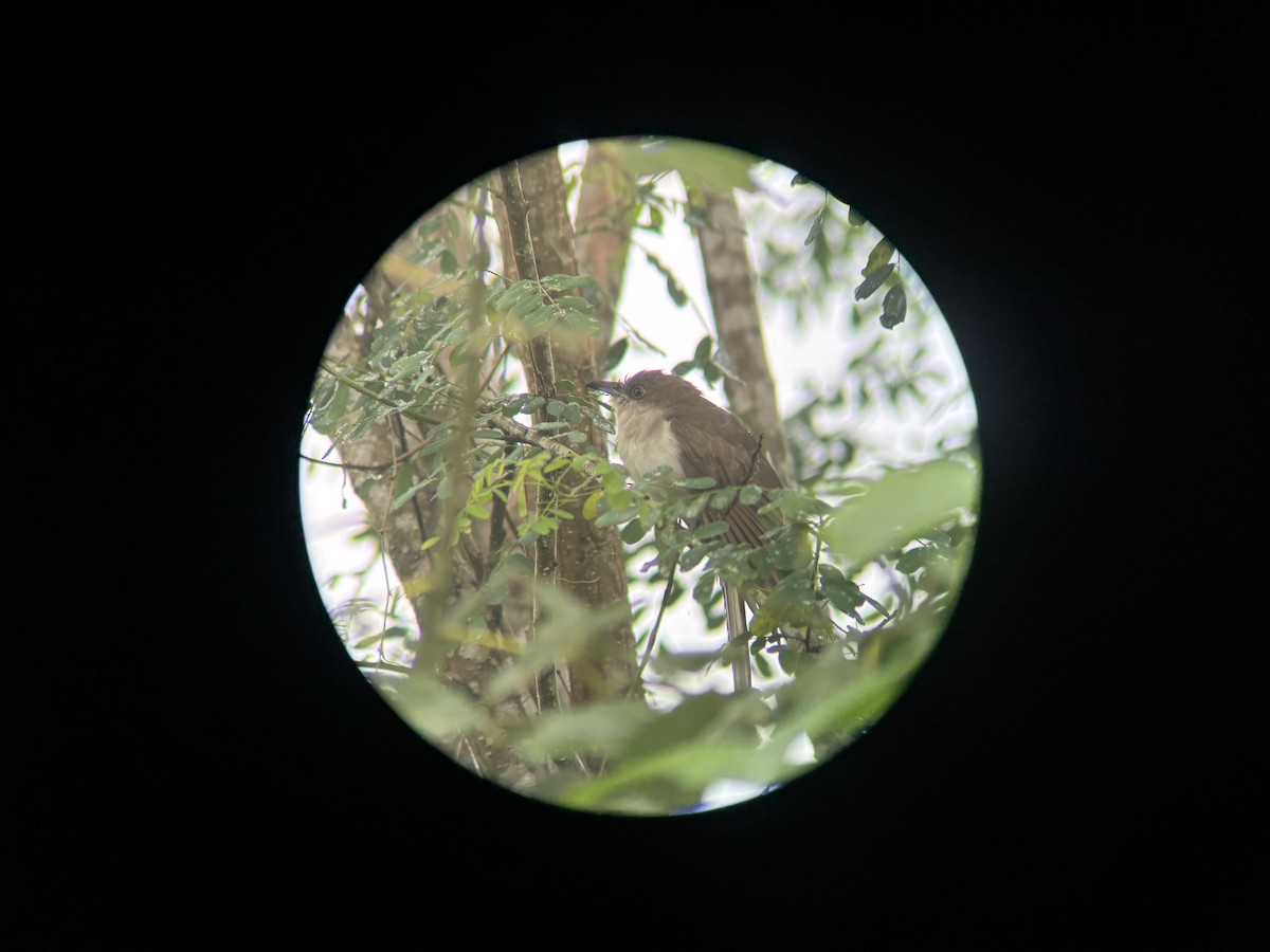 Kara Kuyruklu Guguk - ML645169566