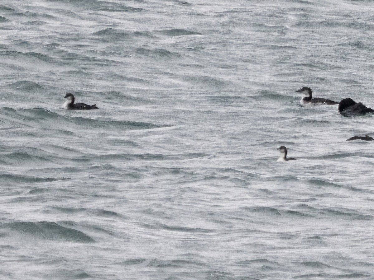 Pacific Loon - ML645169638