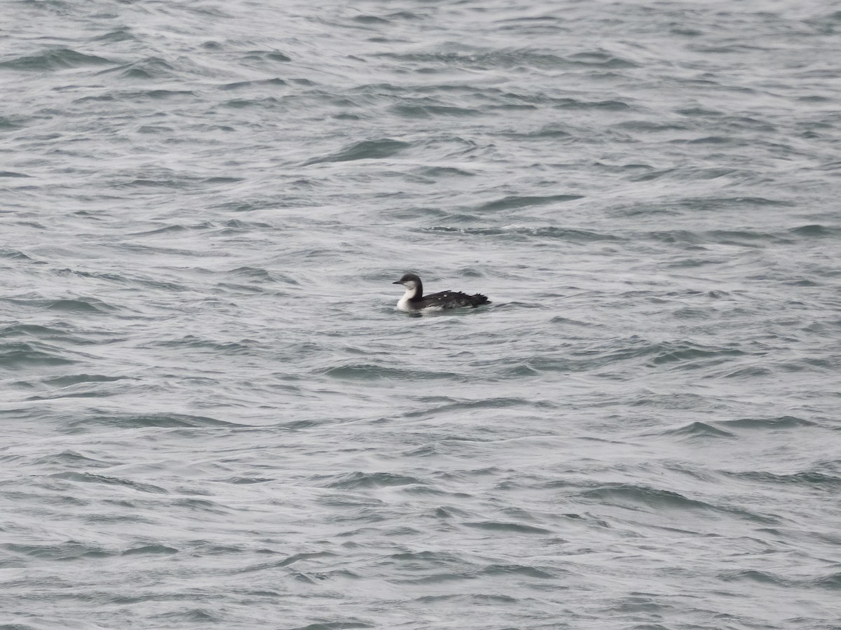 Pacific Loon - ML645169639