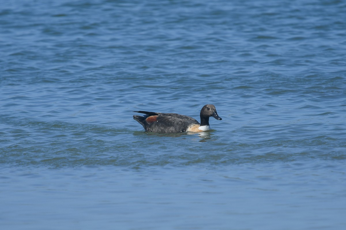 Australian Shelduck - ML645169670
