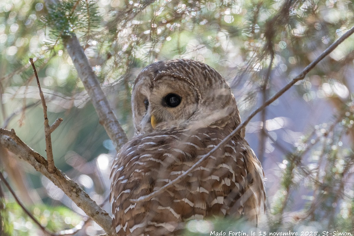 Barred Owl - ML645169675
