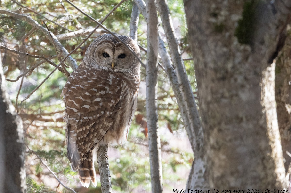 Barred Owl - ML645169676
