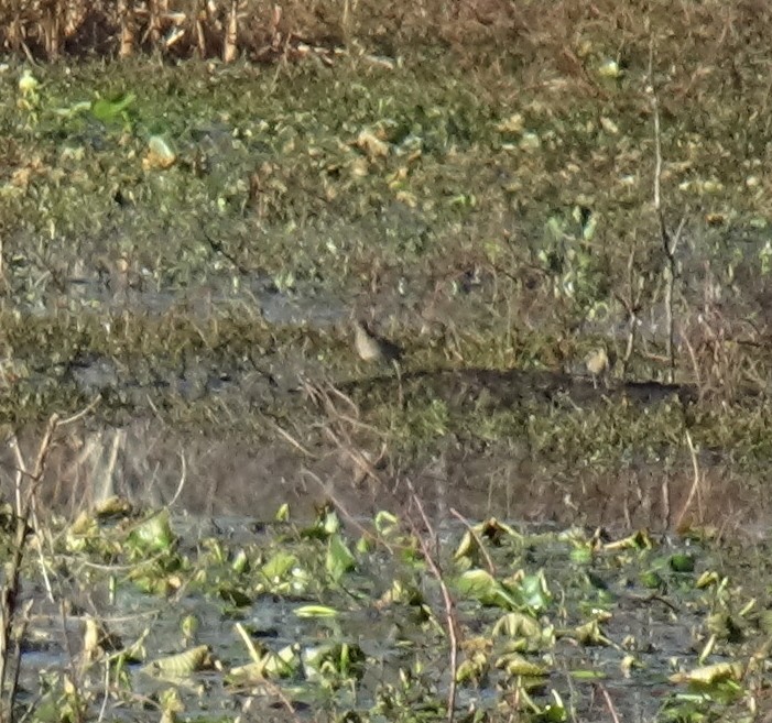 Wilson's Snipe - ML645169678