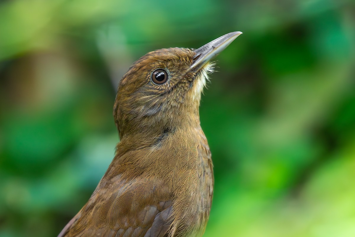 Грімпар бурий (підвид turdina) - ML645169699