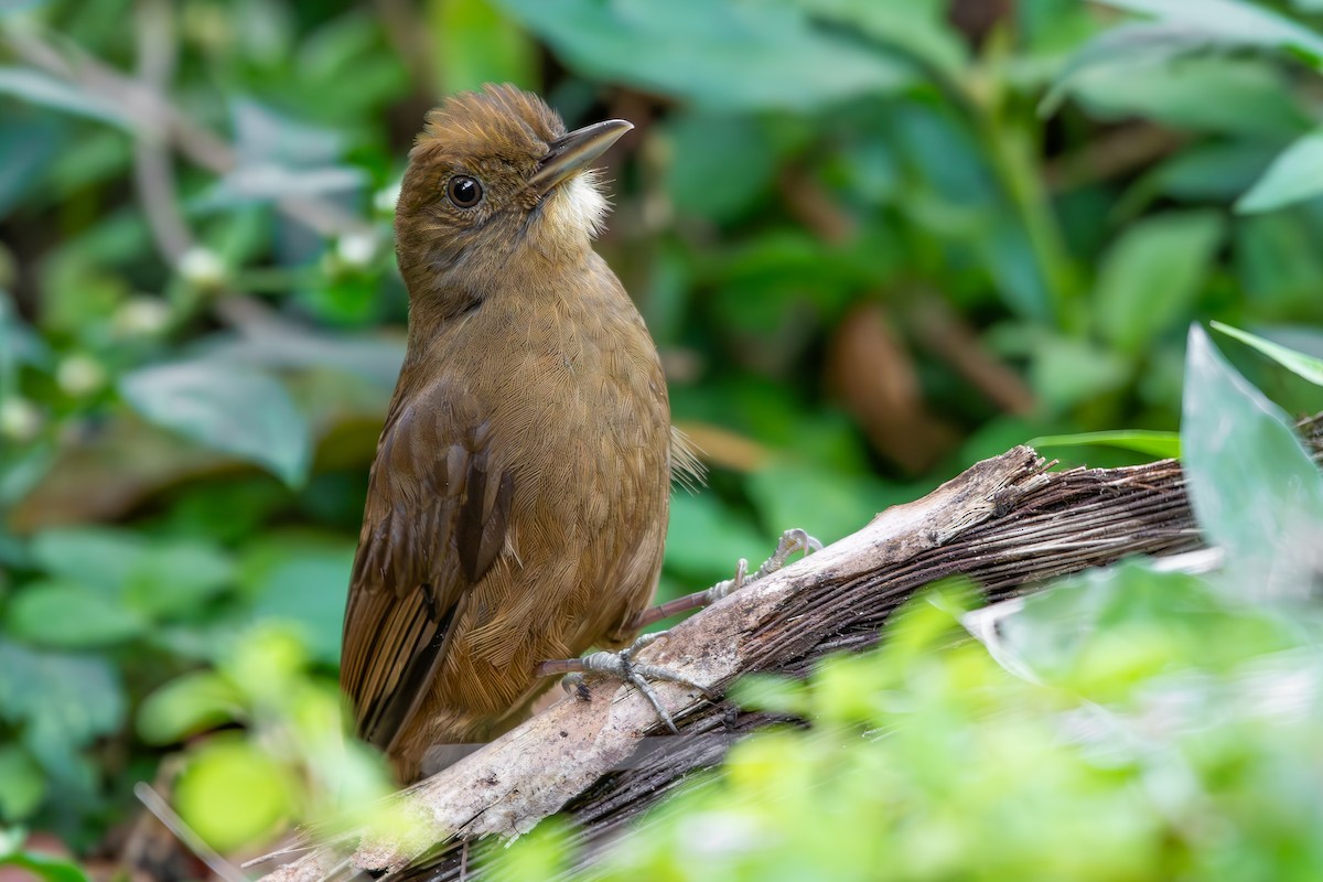 Грімпар бурий (підвид turdina) - ML645169700
