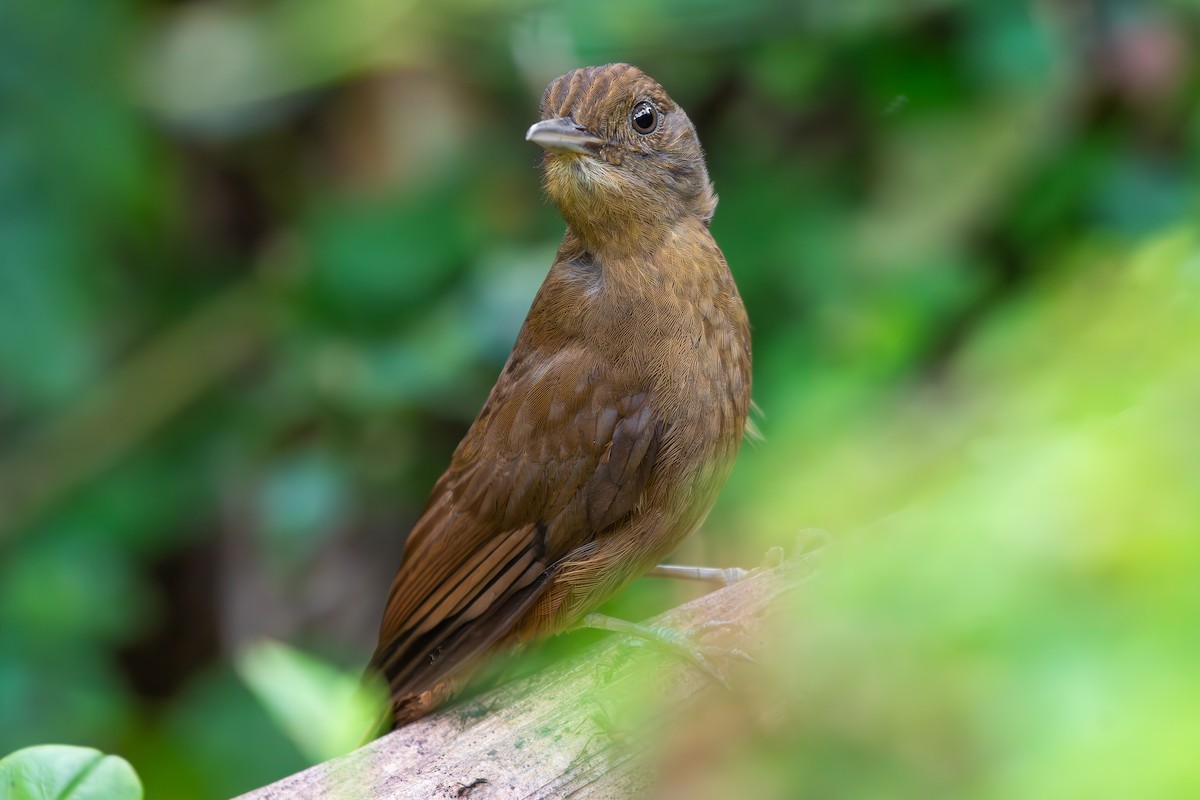 Грімпар бурий (підвид turdina) - ML645169701