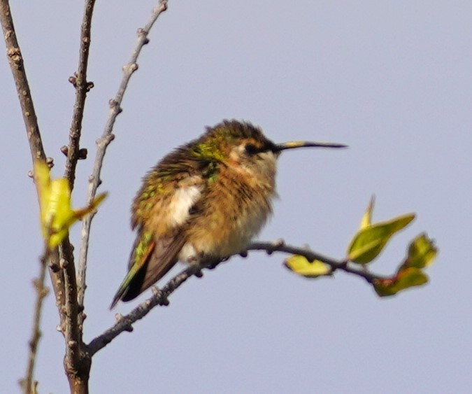 Beautiful Hummingbird - ML645169705