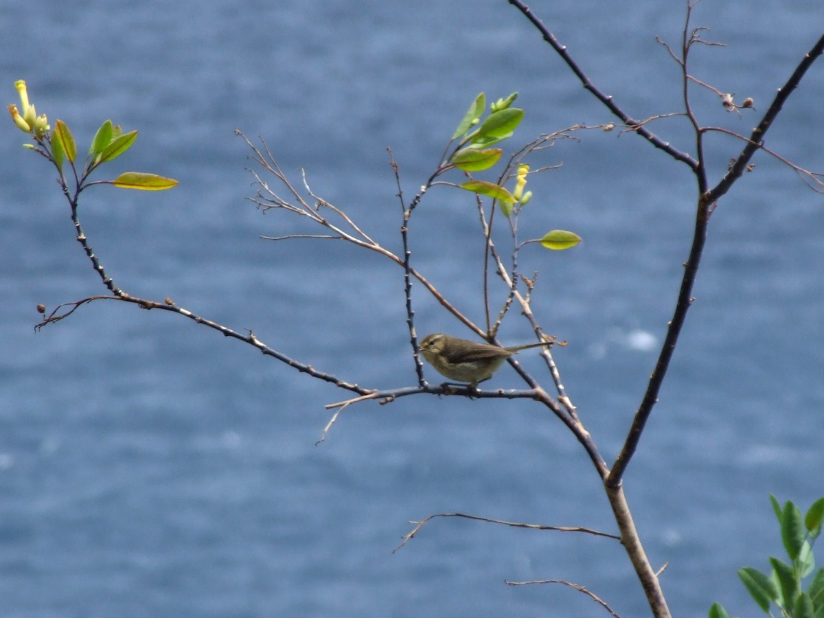 Canary Islands Chiffchaff - ML645169710
