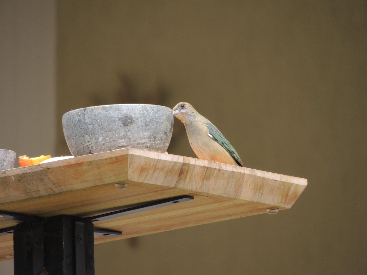 Burnished-buff Tanager - ML645169711