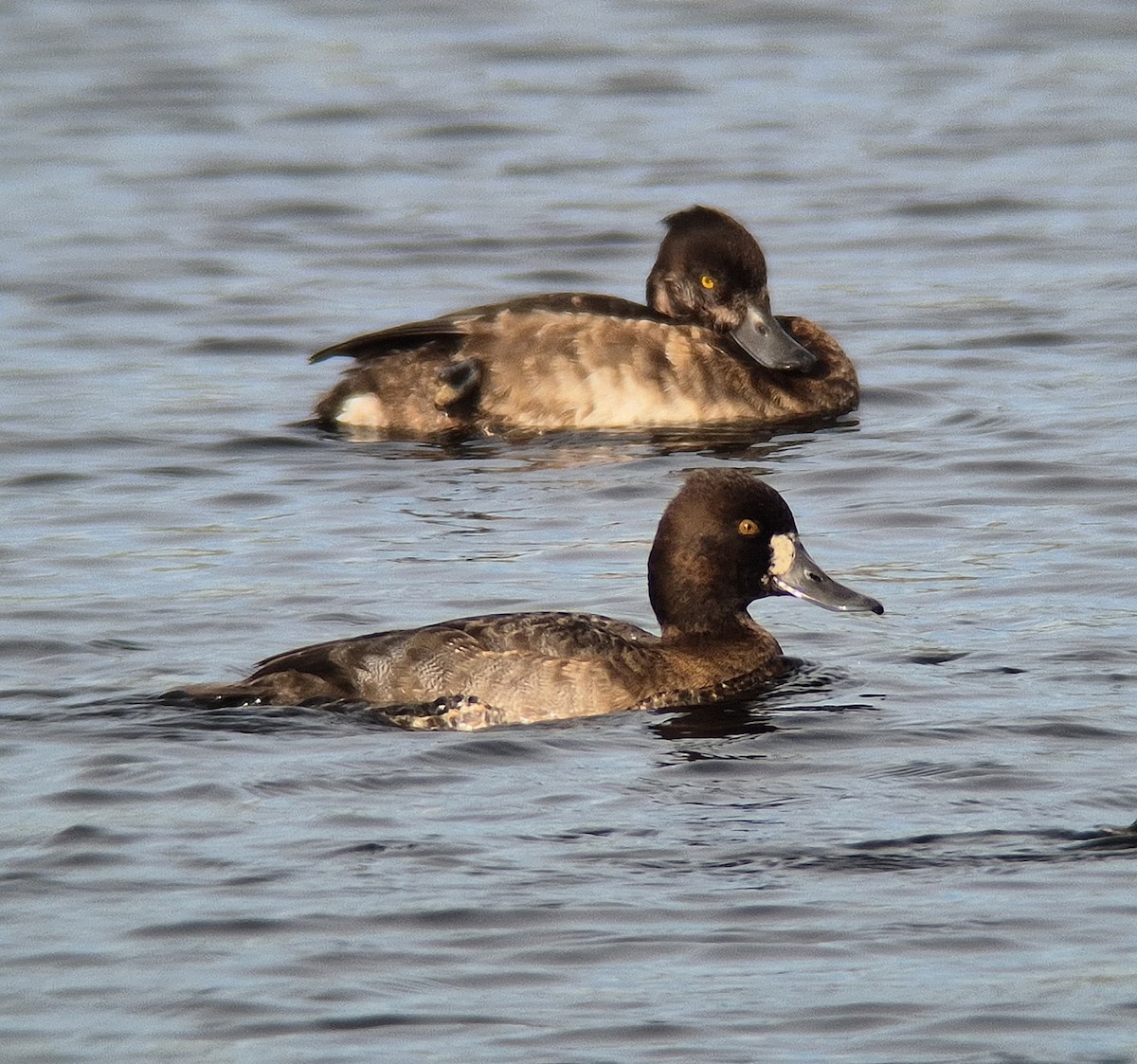 Lesser Scaup - ML645169740