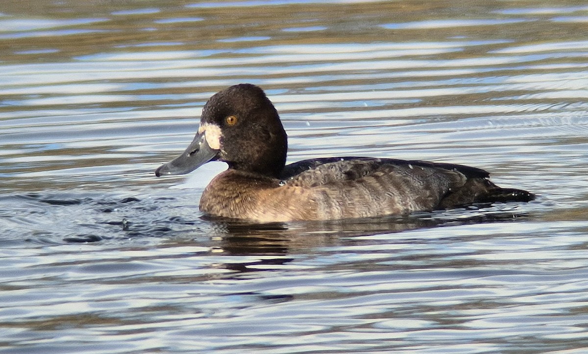 Lesser Scaup - ML645169741
