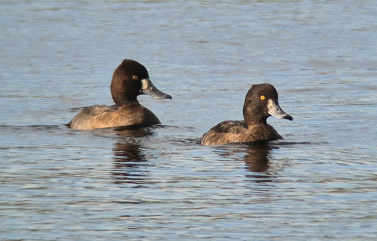 Lesser Scaup - ML645169742
