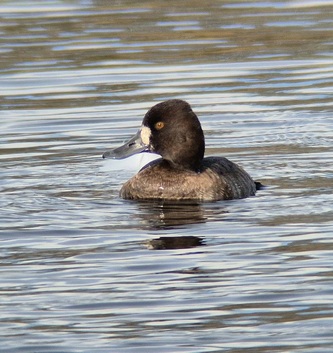 Lesser Scaup - ML645169743