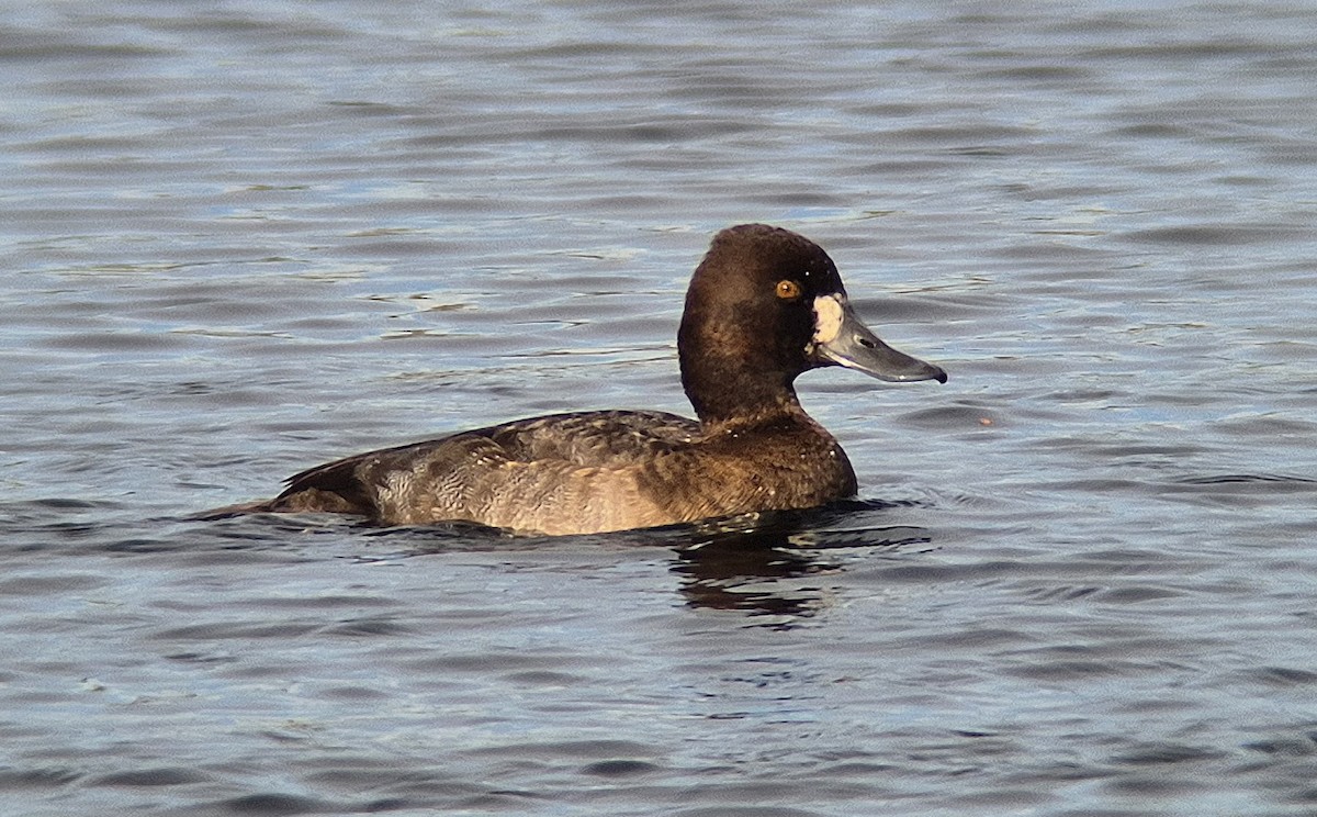 Lesser Scaup - ML645169755