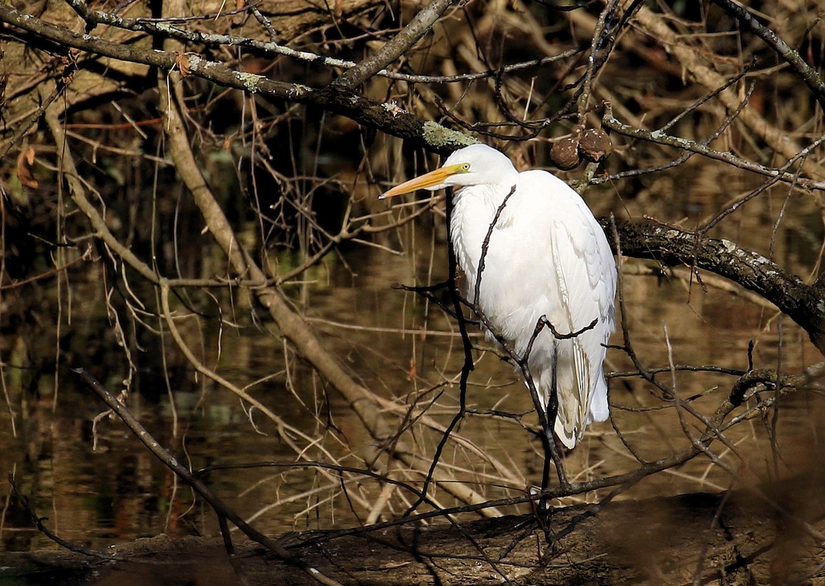 Great Egret - ML645169774