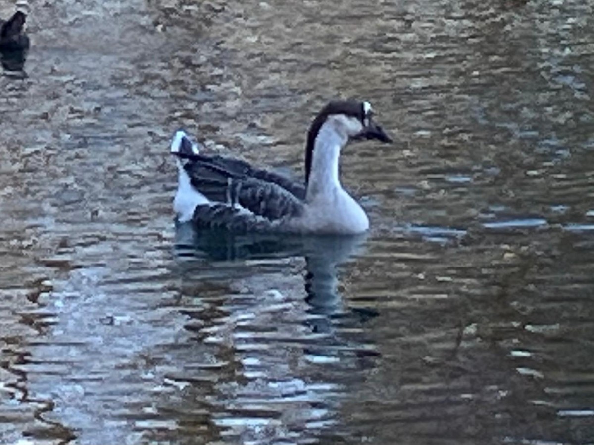 Graylag Goose (Domestic type) - ML645169786