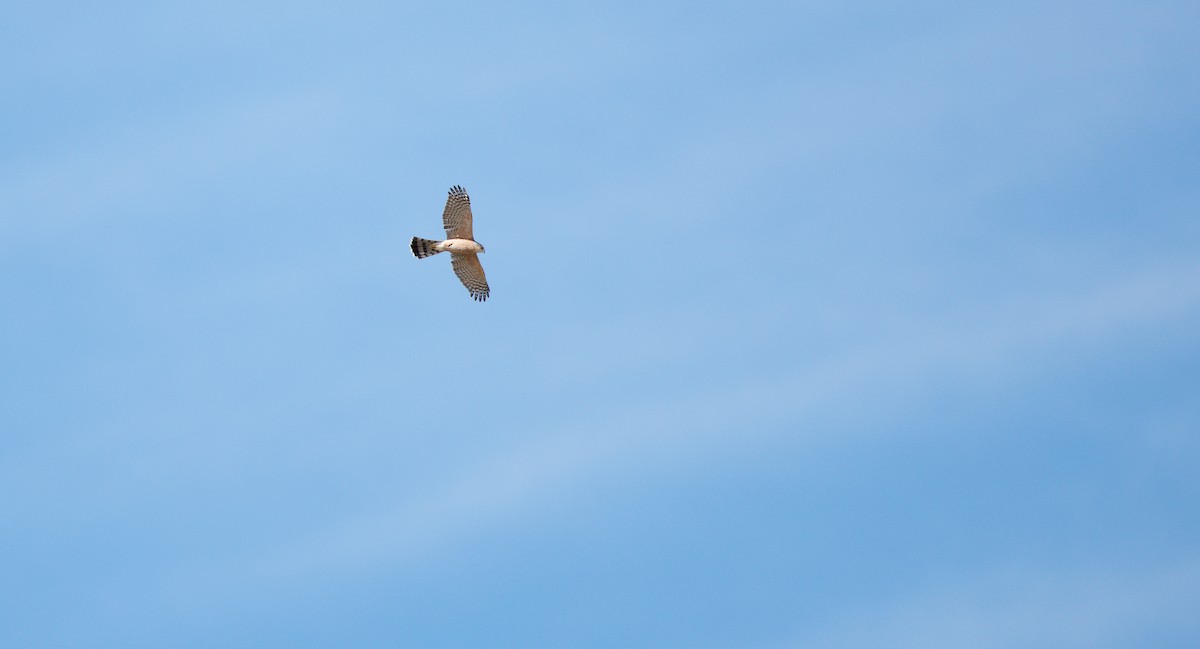 Cooper's Hawk - ML645169787