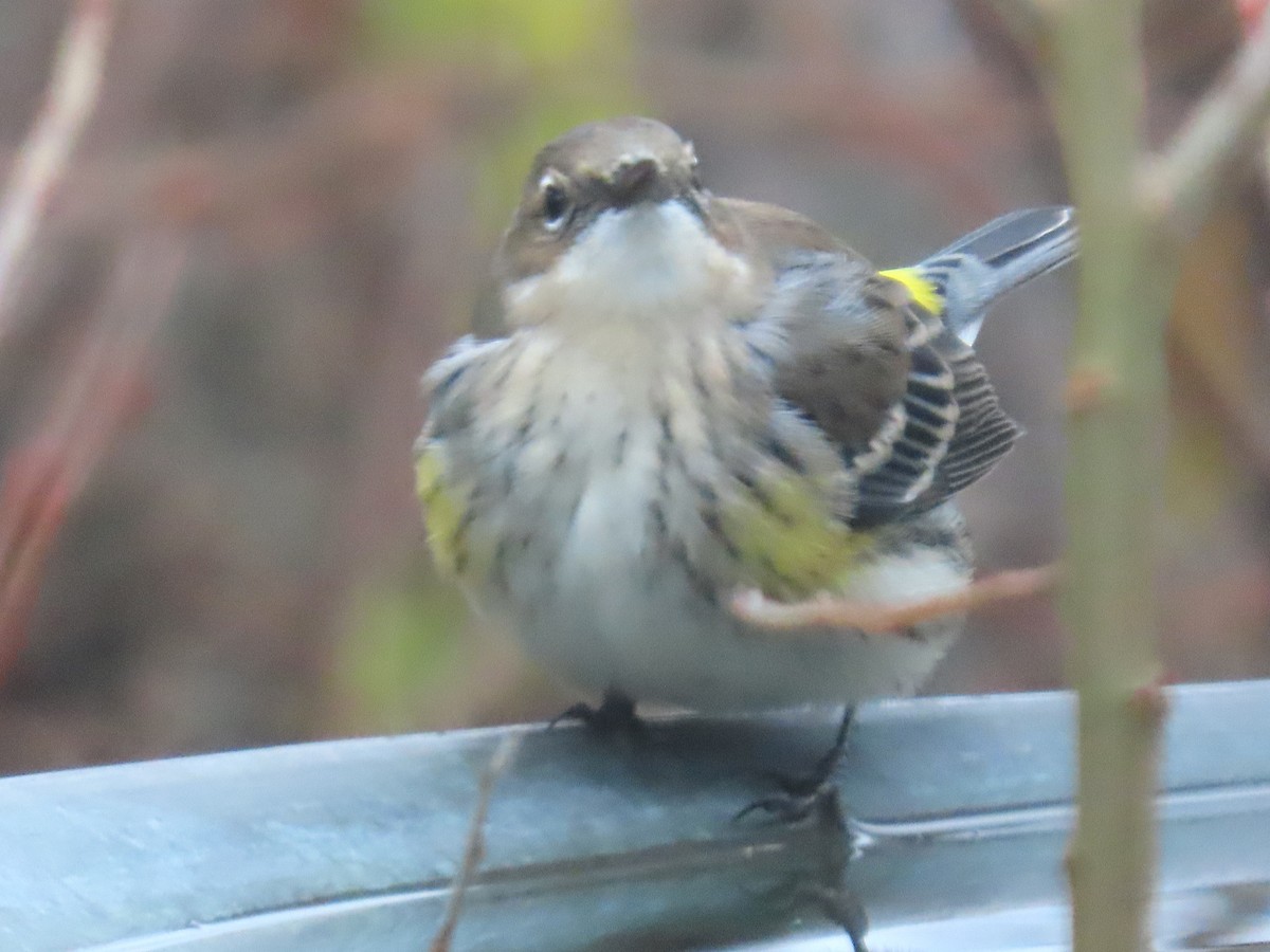 Taçlı Ötleğen - ML645169788