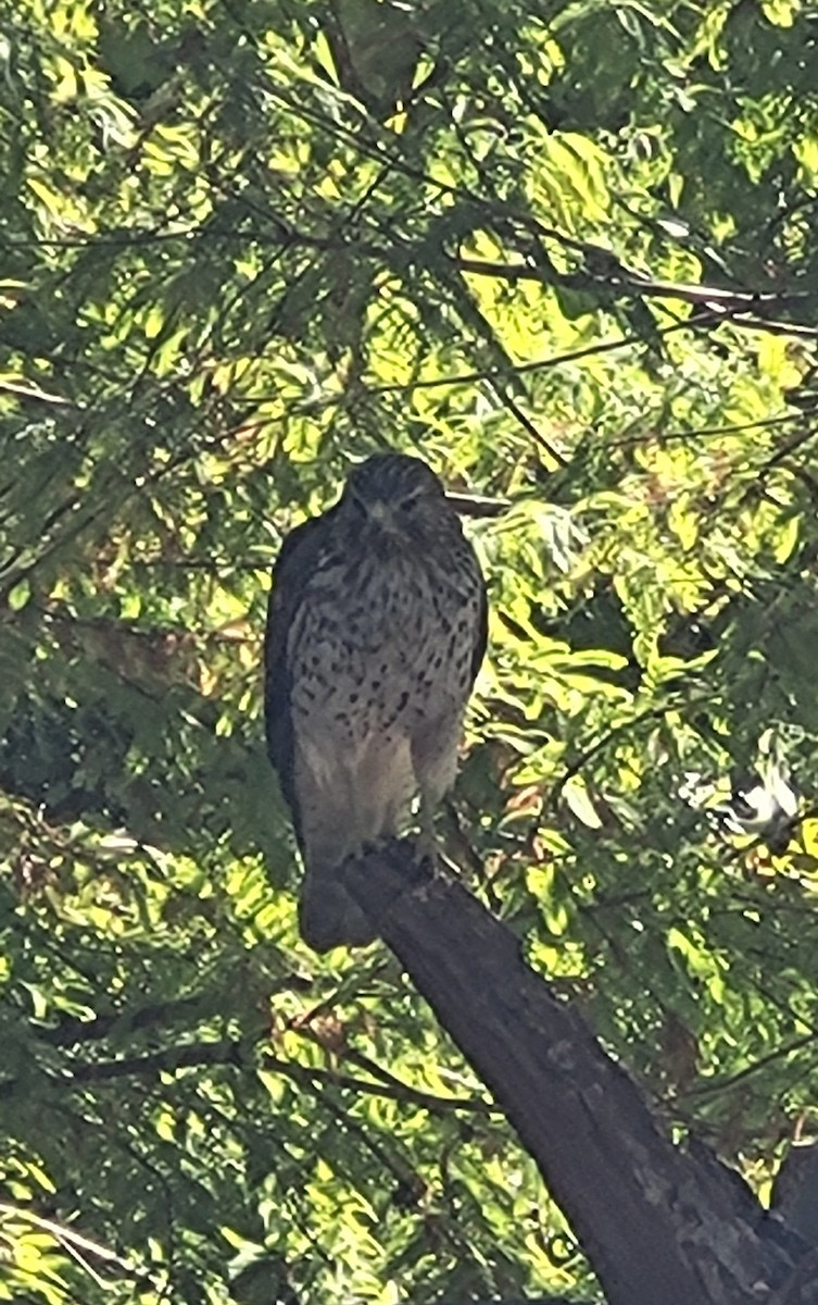 Cooper's Hawk - ML645169798