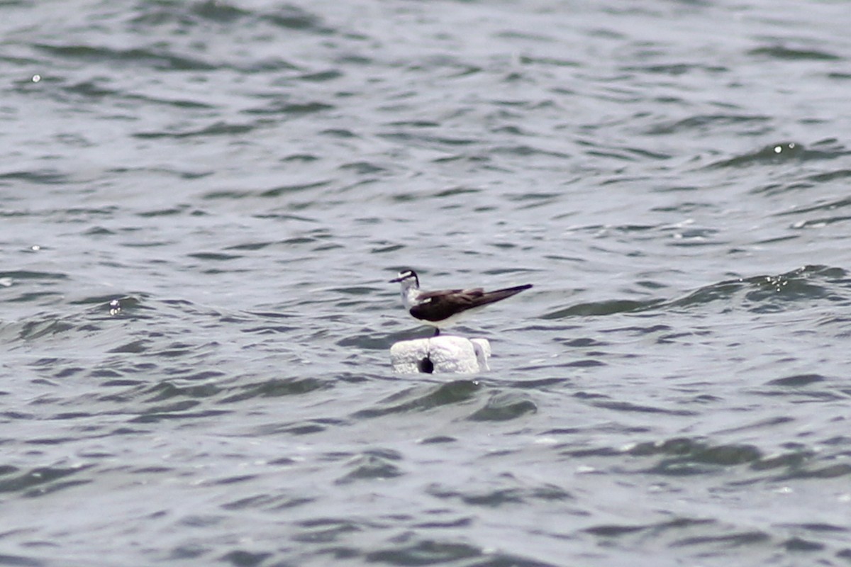 Bridled Tern - ML64516981