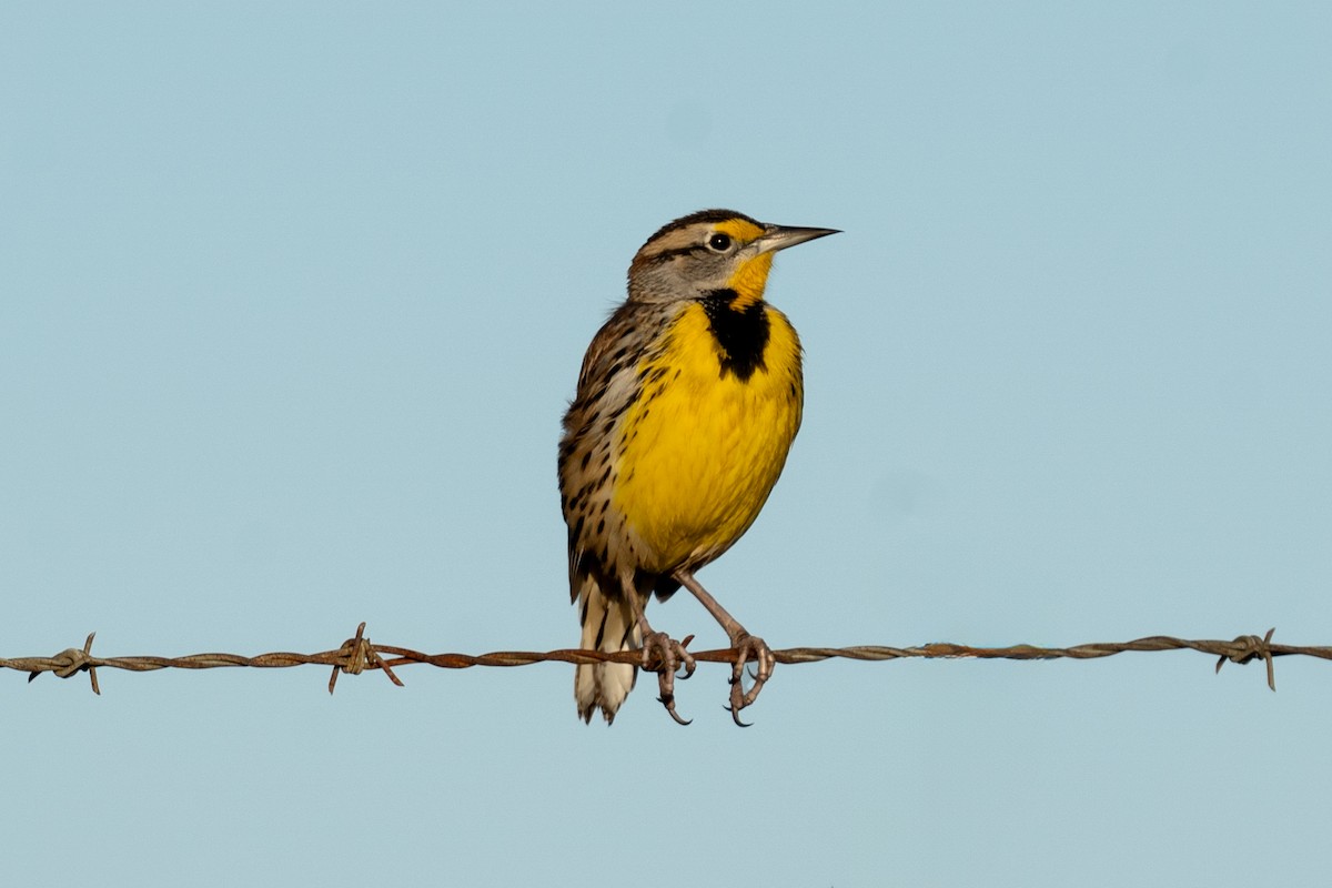 Eastern Meadowlark - ML645169817