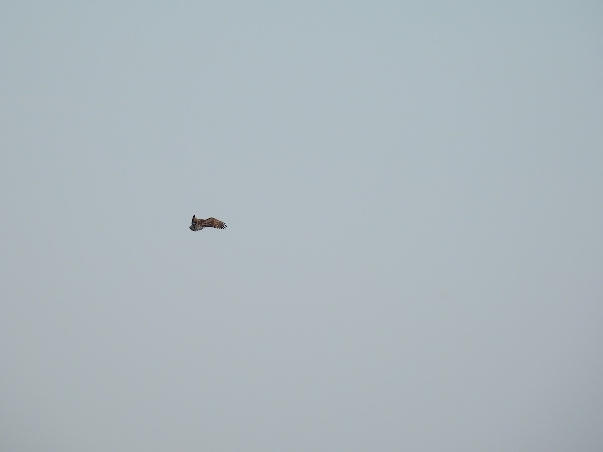 Arrano arrantzalea - ML645169823