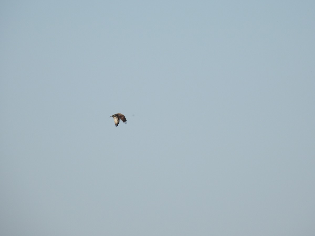 Arrano arrantzalea - ML645169824