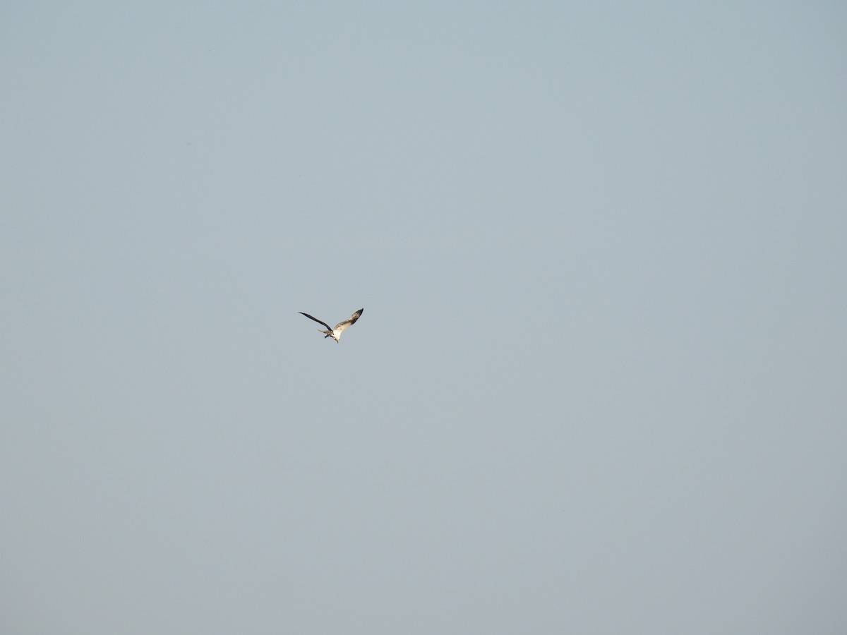 Arrano arrantzalea - ML645169825