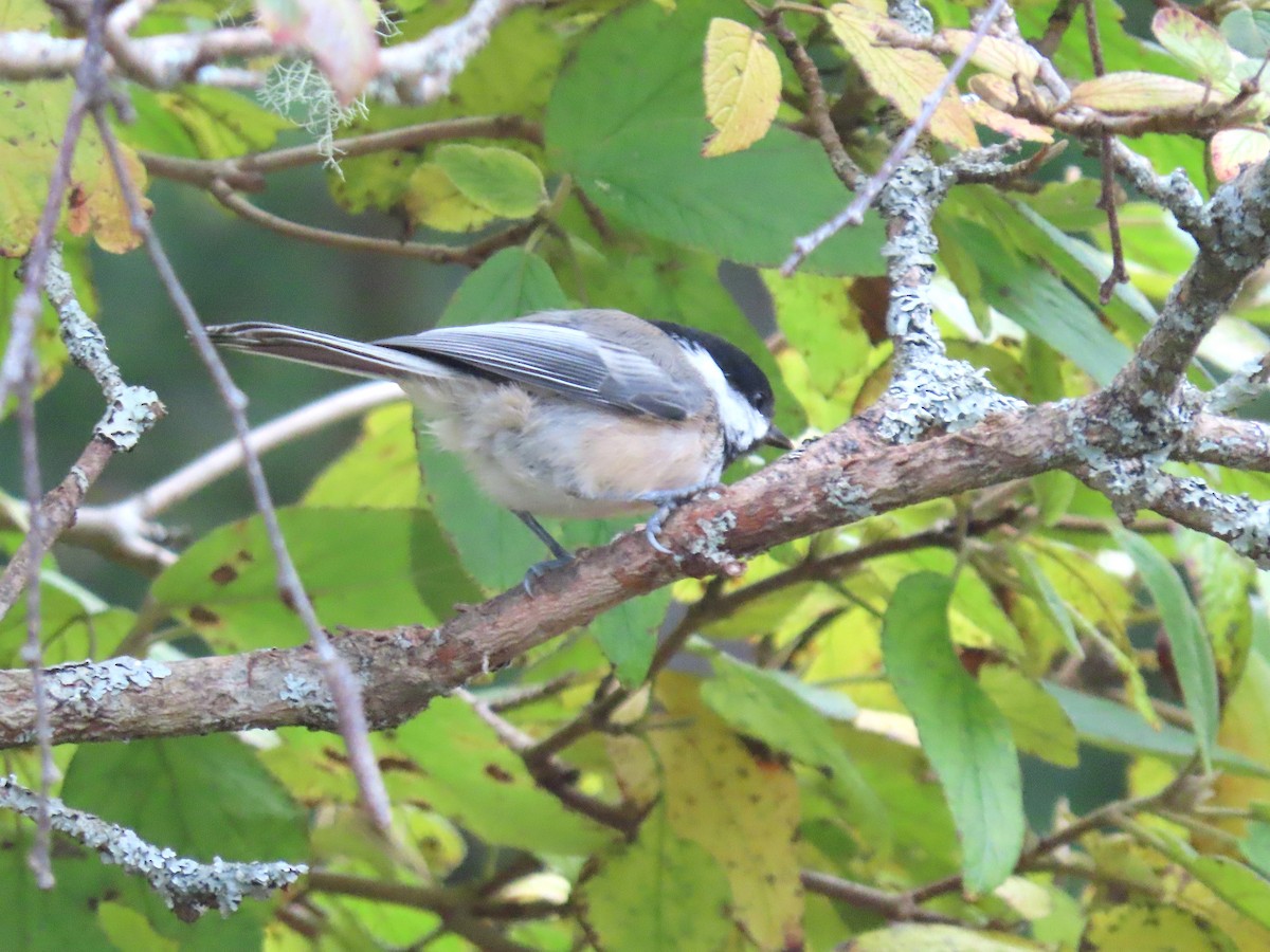 Amerika Baştankarası - ML645169828