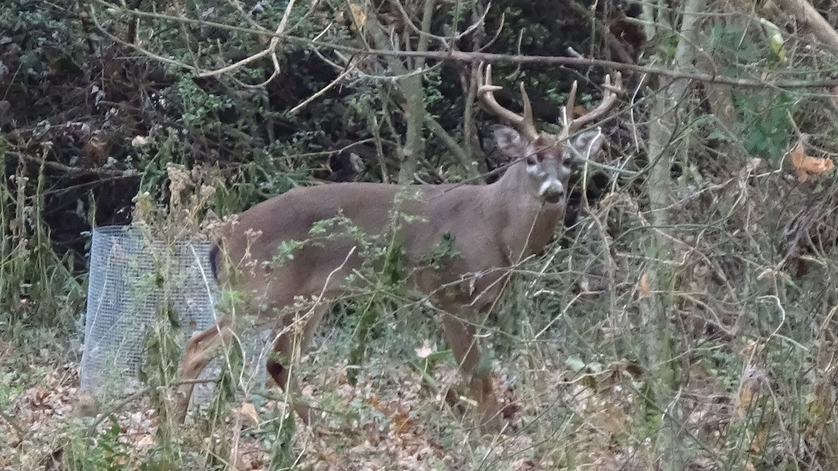 White-tailed Deer - ML645169843