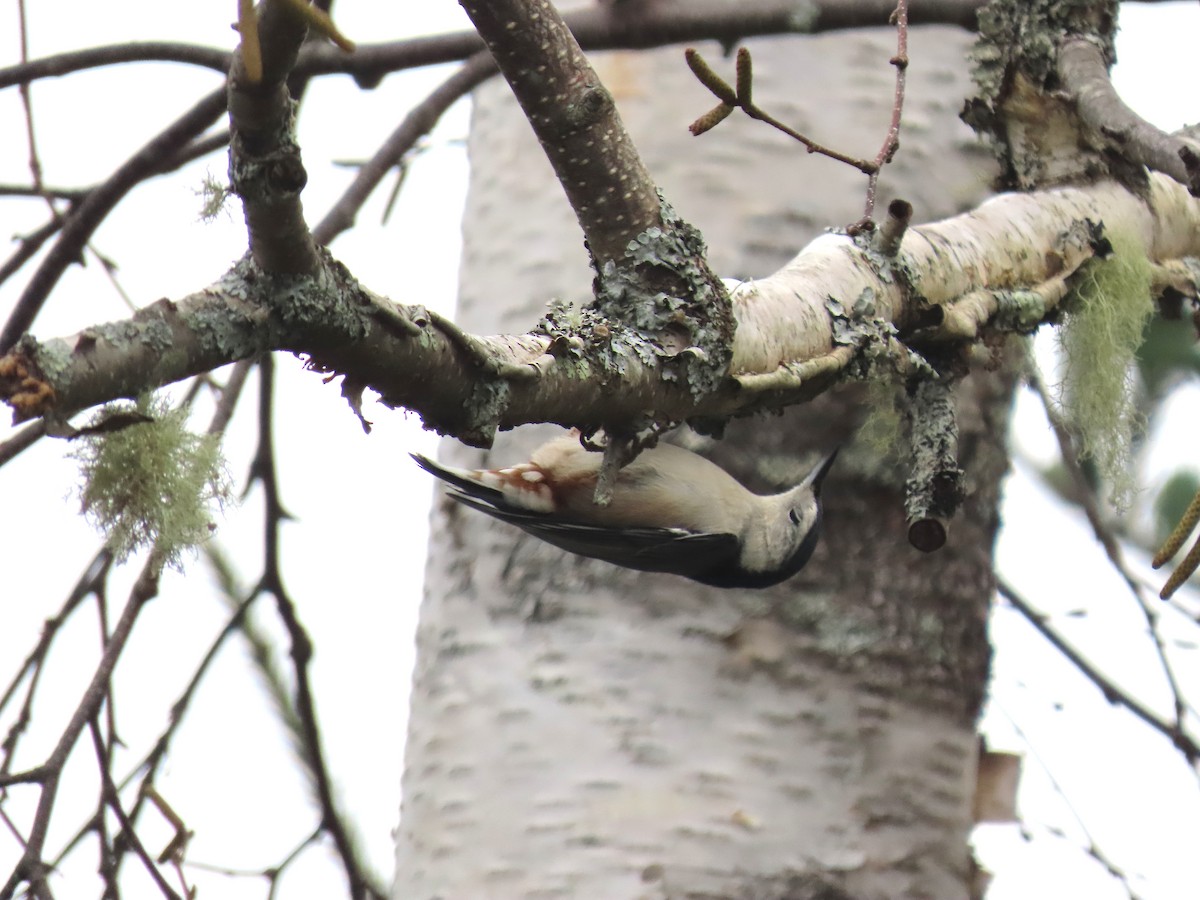 Beyaz Göğüslü Sıvacı - ML645169844