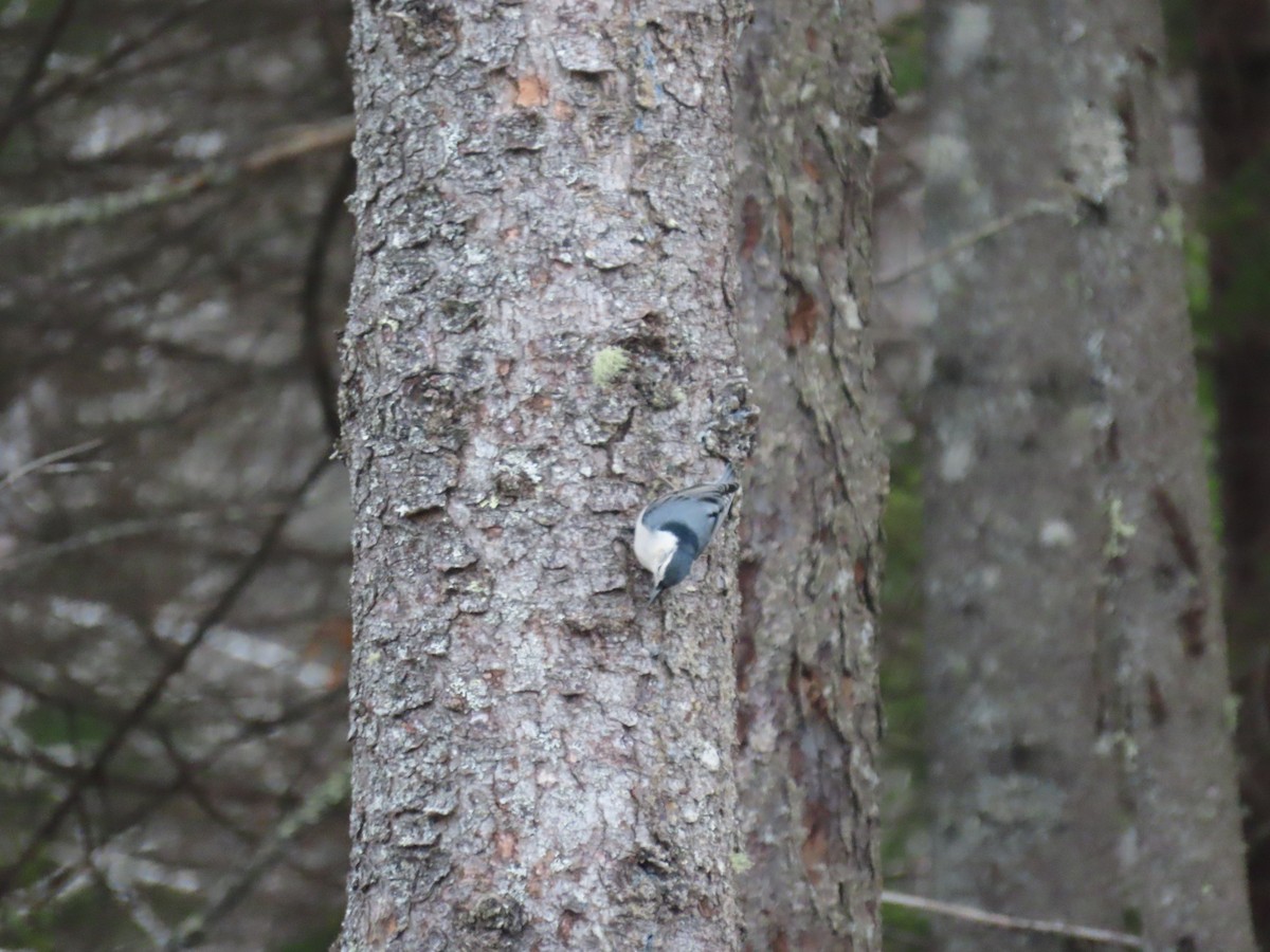 Beyaz Göğüslü Sıvacı - ML645169845