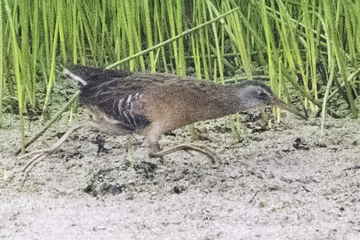 Virginia Rail - ML645169861