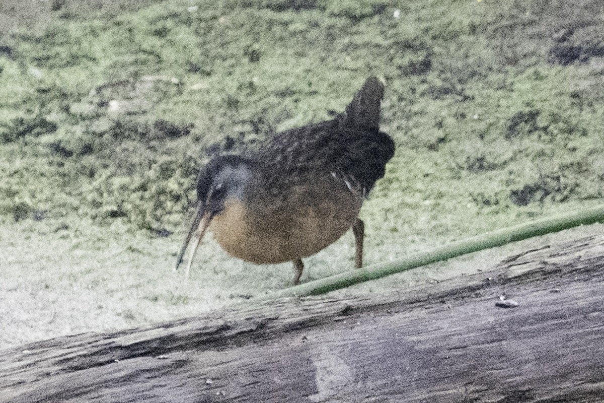 Virginia Rail - ML645169865