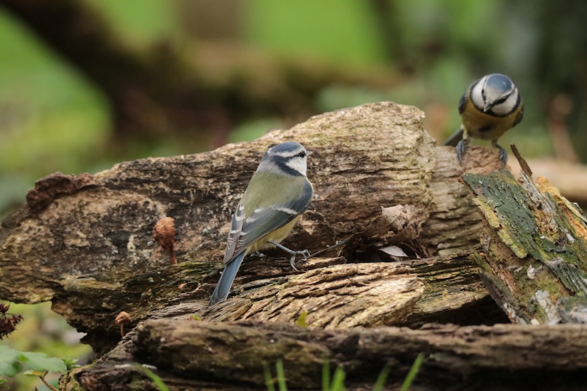 sýkora modřinka - ML645169866