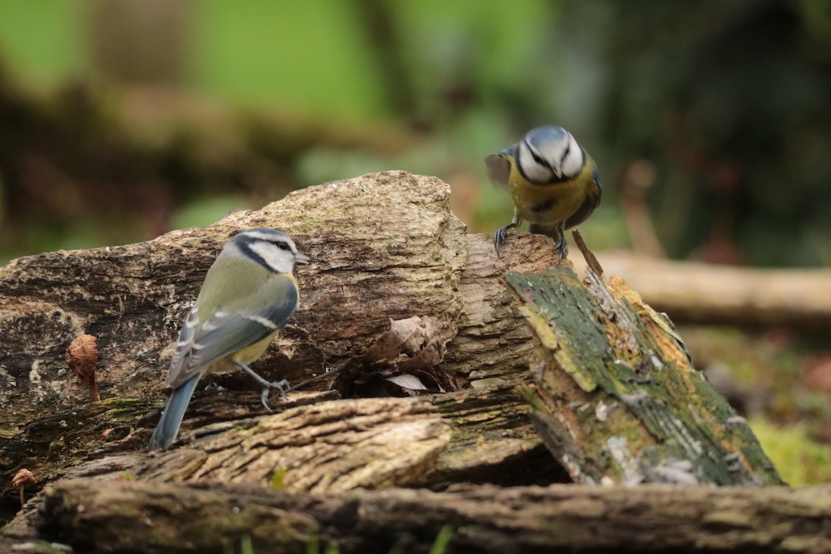 sýkora modřinka - ML645169867