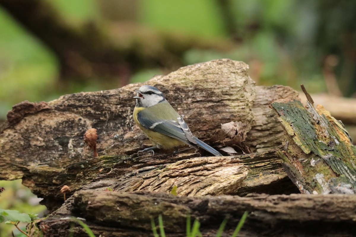 sýkora modřinka - ML645169869