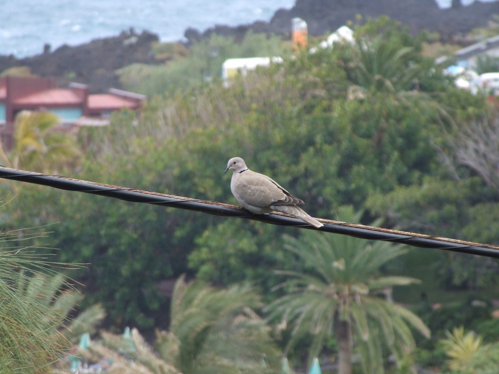 Eurasian/African Collared-Dove - ML645169875
