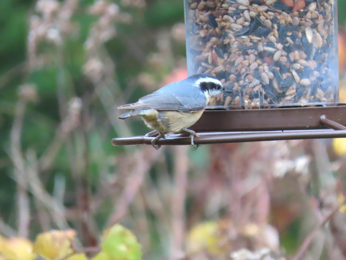 Kanada Sıvacısı - ML645169877