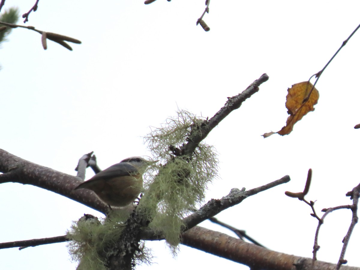 Kanada Sıvacısı - ML645169878