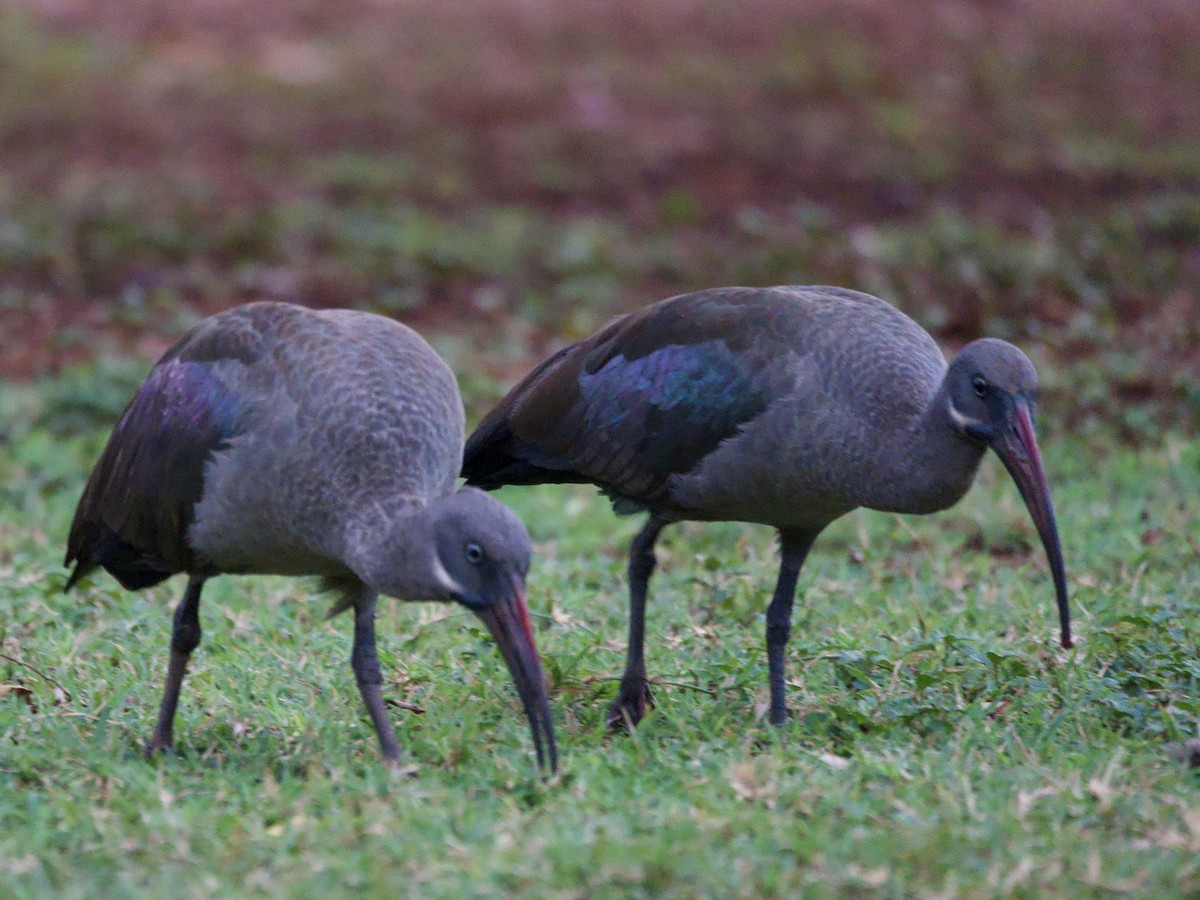 Hadada Ibis - ML645169879