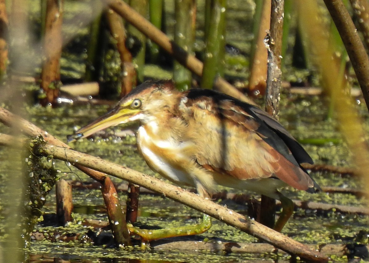 コヨシゴイ - ML645169884